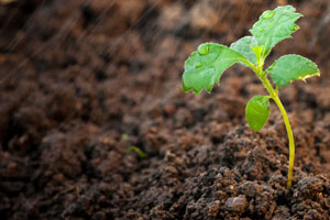 土壤和沉積物監(jiān)測(cè)